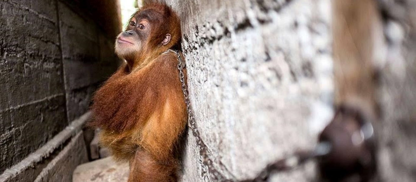 Βίντεο: Είχε εγκαύματα στο όλο το σώμα της- Η αντίδραση ενός ουρακοτάγκου θα σας αφήσει άφωνους!